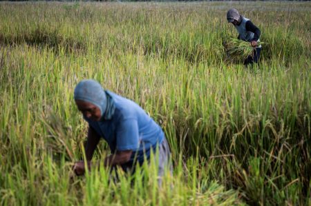 Kebijakan penyerapan gandum petani oleh pemerintah dapat mengurangi ketergantungan impor