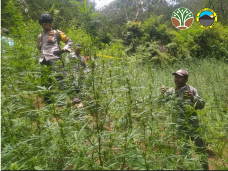 Kementerian Kehutanan akan memulihkan tanah bekas tanaman ganja di Bromo