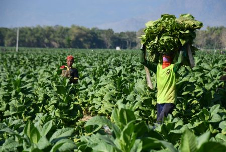 Kepala regional didorong untuk melindungi ekosistem tembakau nasional