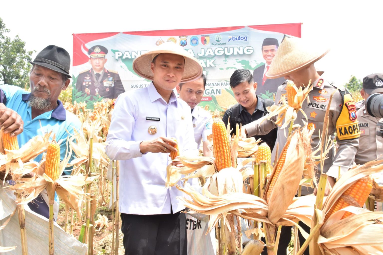 Lamongan memanen jagung di tanah tidur