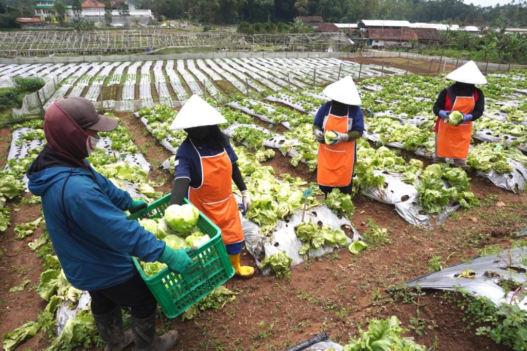 McDonalds Indonesia menyediakan pekerjaan BPJ untuk petani setempat di Jawa Barat