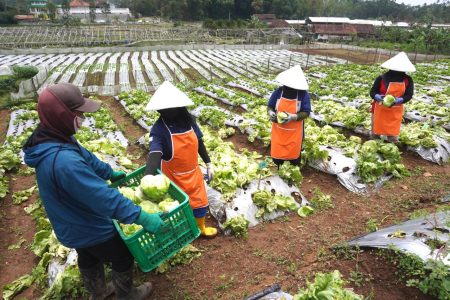 McDonalds Indonesia menyediakan pekerjaan BPJ untuk petani setempat di Jawa Barat