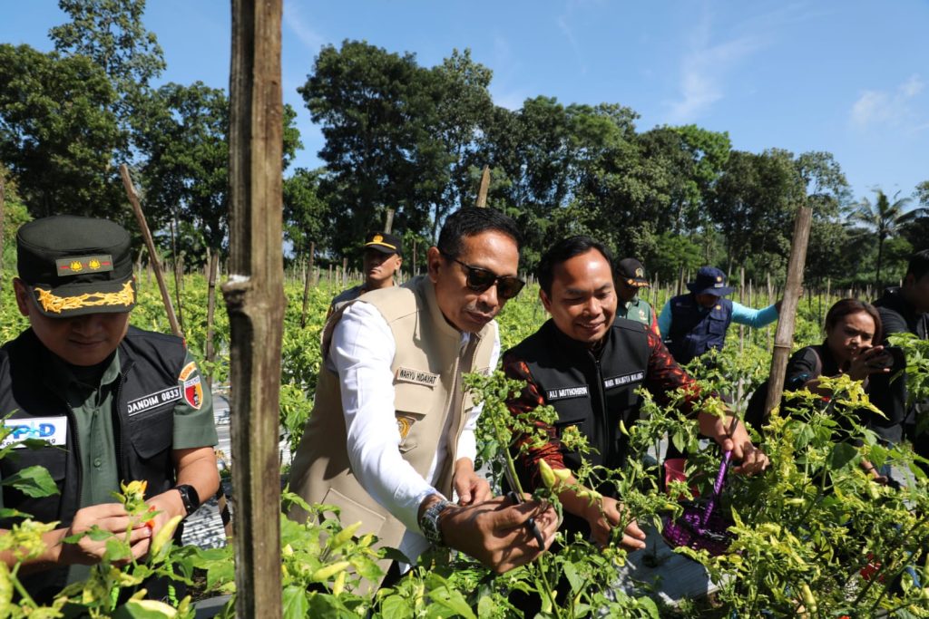 Memanen cabai tidak dapat menekan harga di pasar