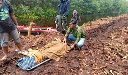 Membunuh pekerja kehutanan, harimau sumatra di pelalawa dievakuasi