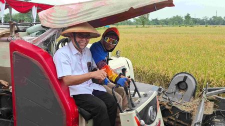 Mempertahankan senyum petani, bulog pastikan pembelian biji -bijian menurut HPP