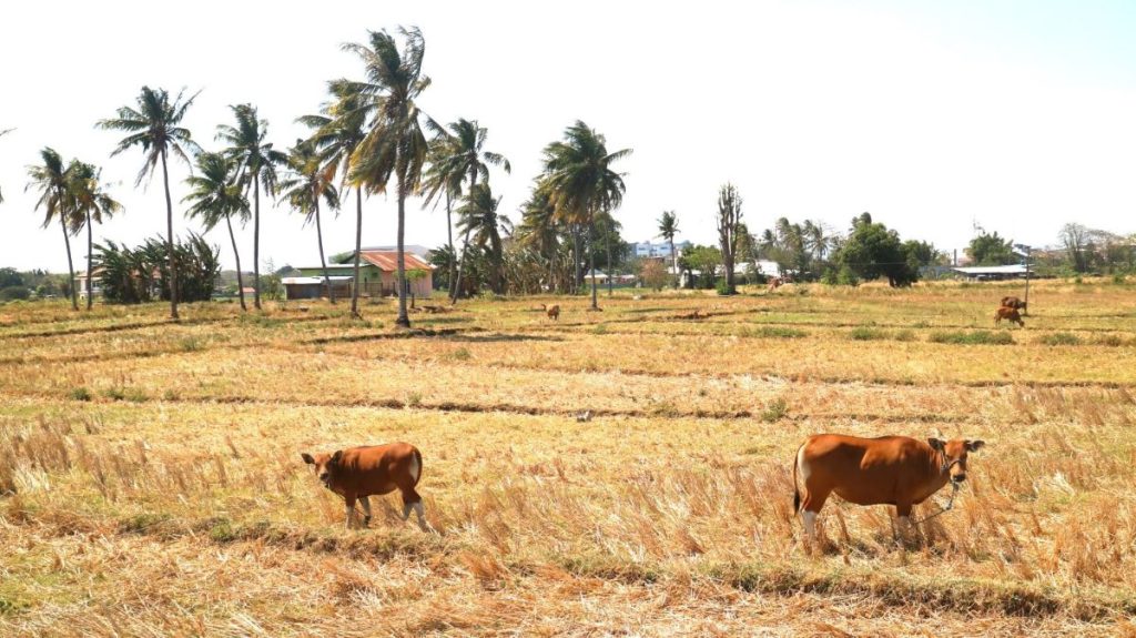 NTT Dipukul oleh Musim Kering Mulai April