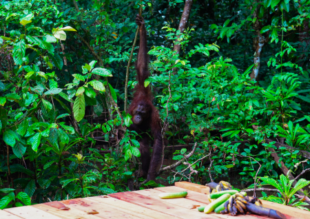 Orangutan pulang ke pulau doa