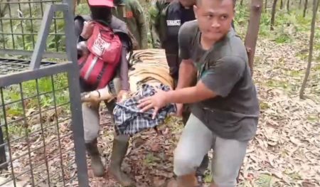 Pekerja Perkebunan di Pelalawan Riau terbunuh oleh Tiger Sumatra