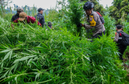 Pembicara DPR meminta petugas untuk menyelidiki bidang ladang ganja di Bromo