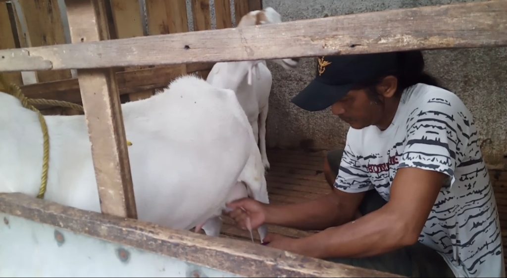 Permintaan susu kambing Saanen meningkat selama bulan Ramadhan