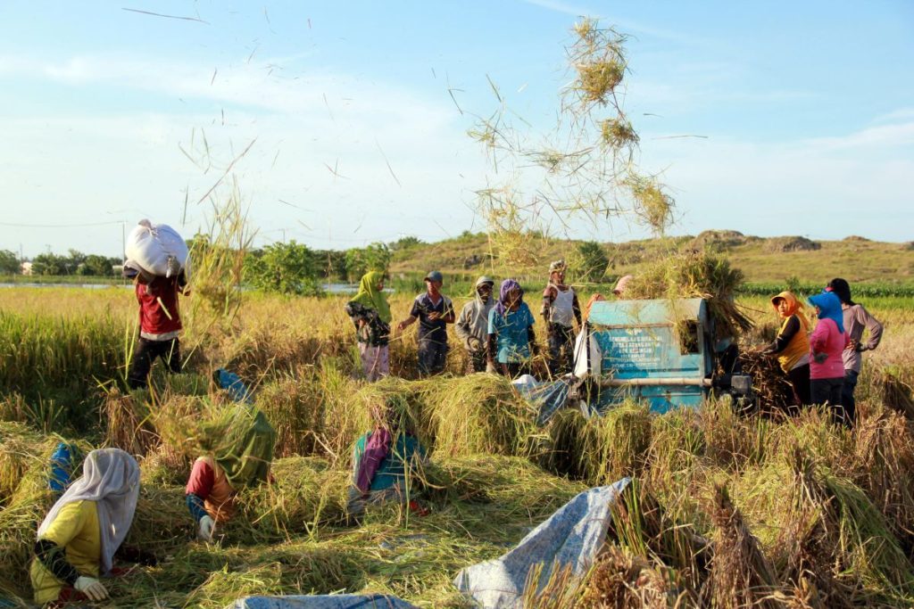 Petani Merdeka Cooperative East Java Bulog untuk memaksimalkan penyerapan biji -bijian