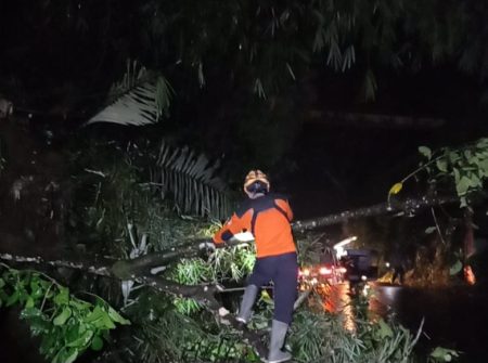 Pohon tumbang menutup jalan akses ke dieng