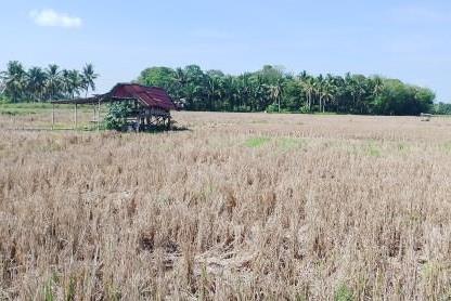 Produksi biji -bijian di Bengkulu, meningkat menjadi 25 ribu ton