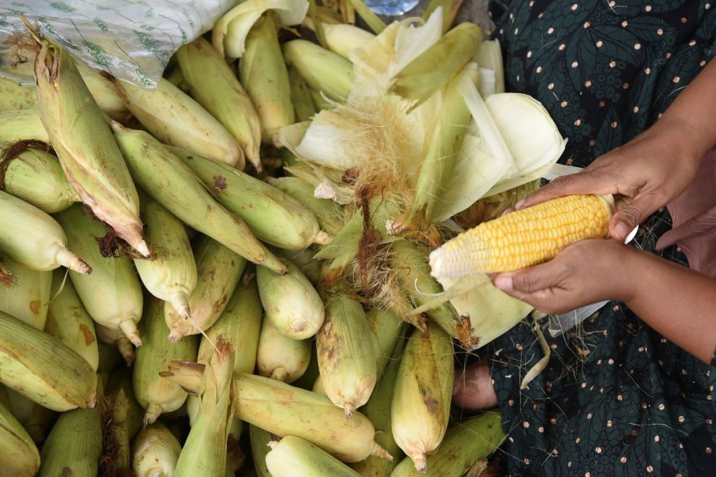 Produksi jagung anomali picu berkurang 35 persen