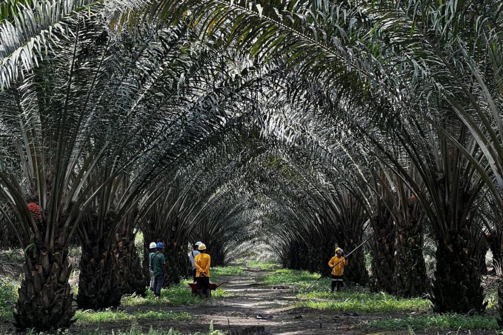 TNI memegang peran strategis menangani perkebunan kelapa sawit ilegal