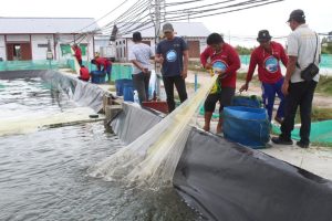 Udang udang didorong untuk menghasilkan pad dan penyerapan tenaga kerja di Kalimantan Tengah